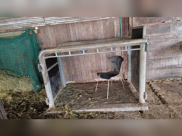 Untersuchungs/Behandlungsständer für Warmblutpferde