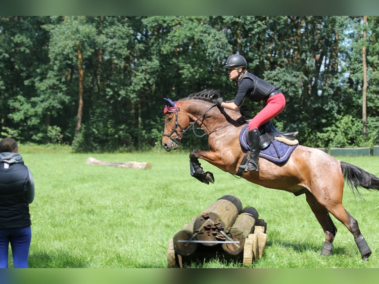 2 Ausbildungsplätze Pferdewirt Schwerpunkt Reiten und Haltung und Service 2022