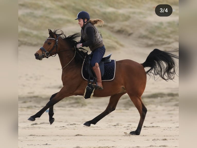 Pony training at stable: "9"