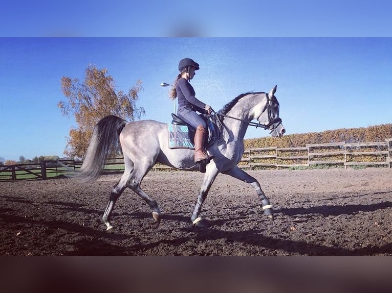 Pony training at stable: "9"