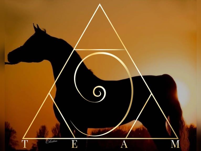 Pony training at stable: "9"