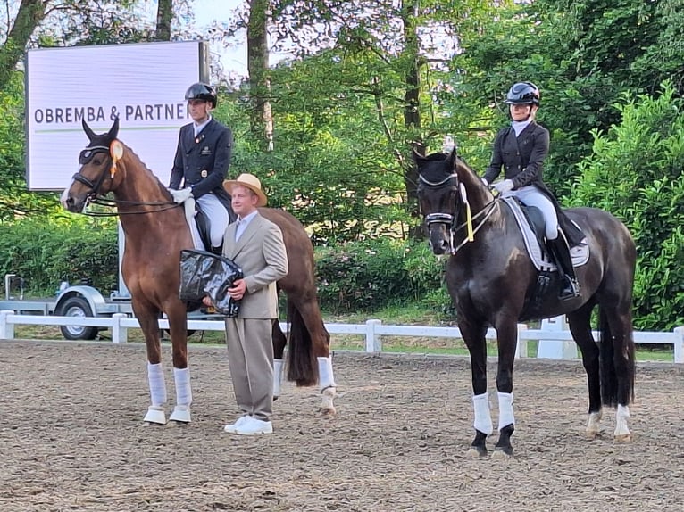 Berittplatz frei. Ausbildung Ihres Pferdes/Ponys vom Youngster bis Dressur Kl. S***