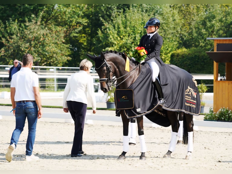 Berittplatz frei. Ausbildung Ihres Pferdes/Ponys vom Youngster bis Dressur Kl. S***
