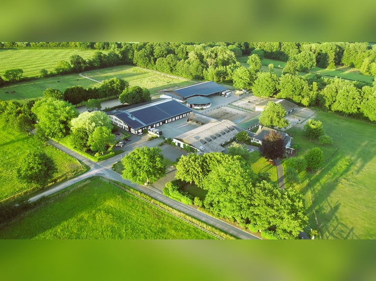 Mitarbeiter/Mitarbeiterin gesucht zum Pferde rein- und rausstellen, longieren.