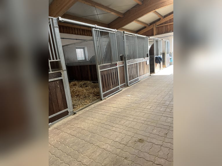 Pferdepfleger/ Jungpferdereiter