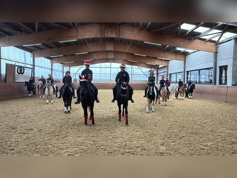 Pferdewirt / Reitlehrer / Trainer (m/w/d)  gesucht