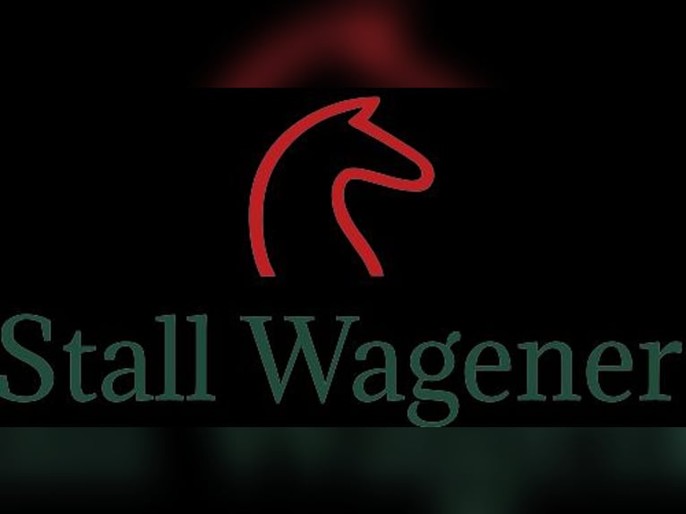 Pferdewirt/in in Teil- oder Vollzeit gesucht