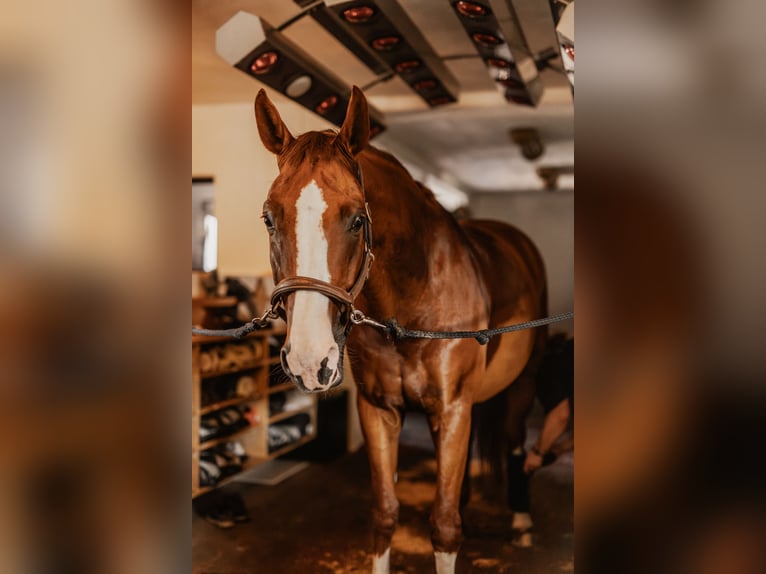 Professionelle/r Pferdepfleger/in für einen Dressurstall gesucht