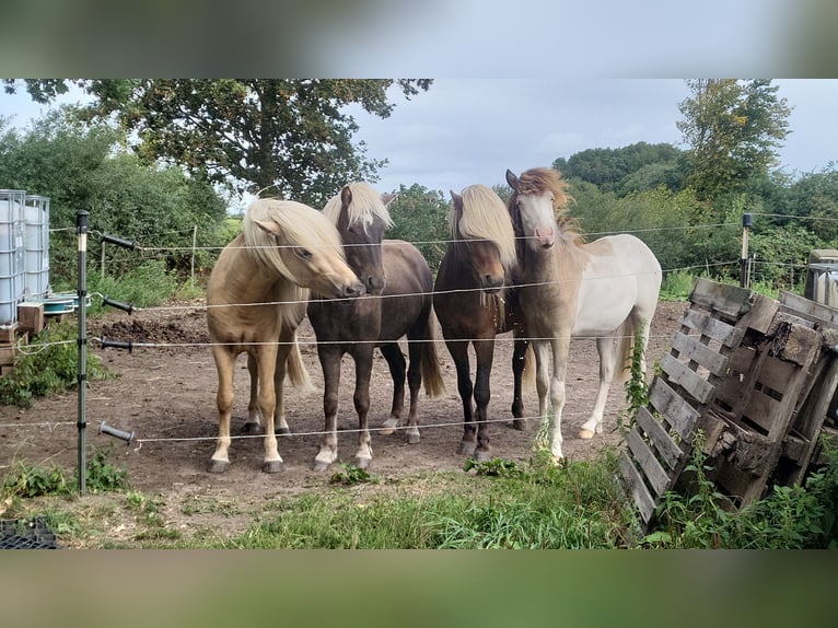 Stallhilfe (m/w/d), gesucht! Achtung! Führerschein muss vorhanden sein!
