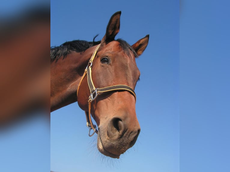 Praktikumsstelle Pferdebranche deutschlandweit mit Möglichkeit zum Reiten Lernen gesucht