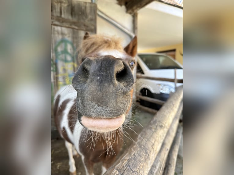 Leiter des Reitstalls am Hotel Reiterhof Altmühlsee gesucht