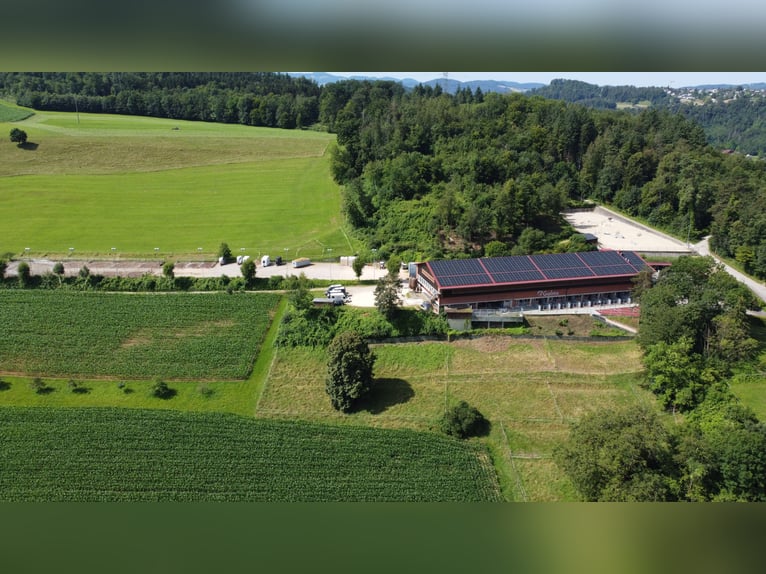 Reitlehrer/in oder Bereiter/in 50-100%