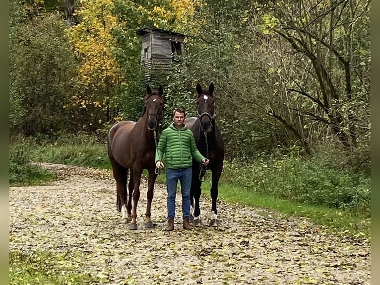 „Horse-Sitting“ und Pferdepflege!  Stallfrei mit gutem Gewissen im Raum München und Starnberg 