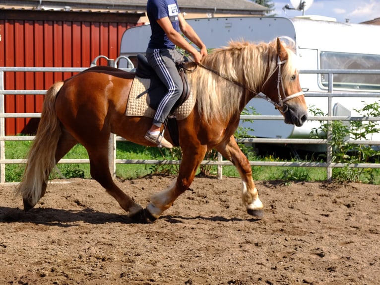 Suche Reiter/Reiterin