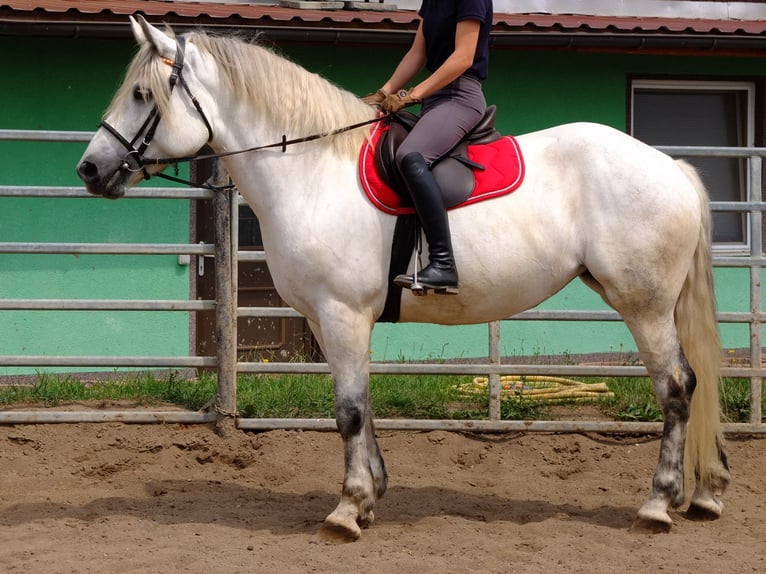 Suche Reiter/Reiterin
