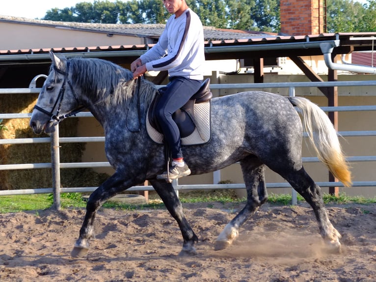 Suche Reiter/Reiterin