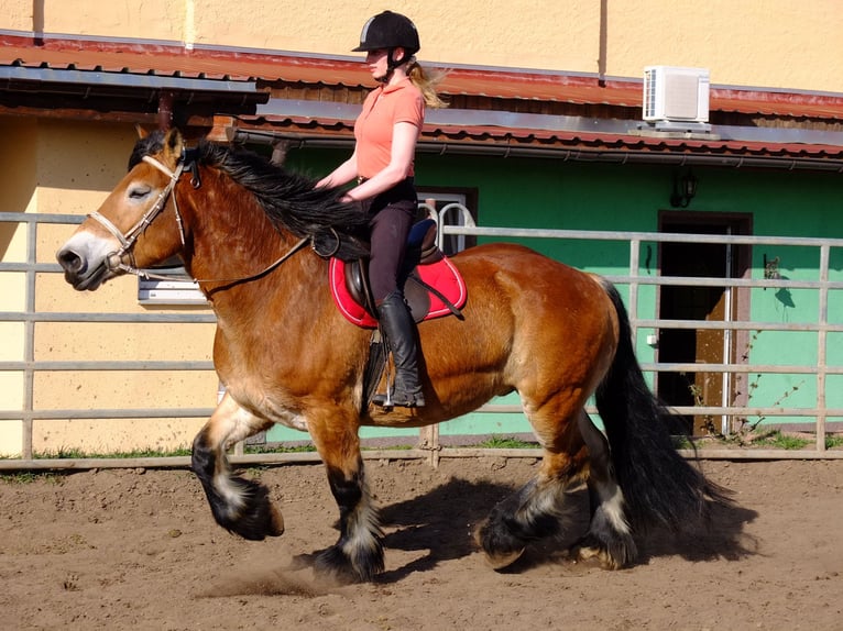 Suche Reiter/Reiterin