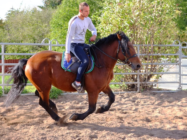 Suche Reiter/Reiterin