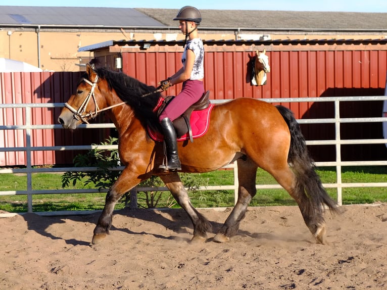 Suche Reiter/Reiterin