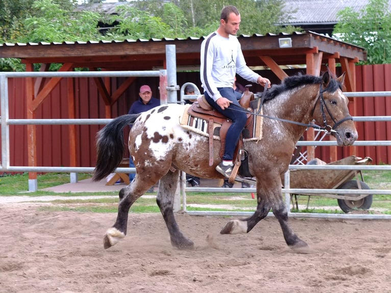 Suche Reiter/Reiterin