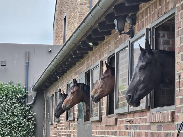 Teilzeit oder Vollzeitmitarbeiter (m/w/d) für unseren Dressurstall nach 50259 Pulheim Nähe Köln 