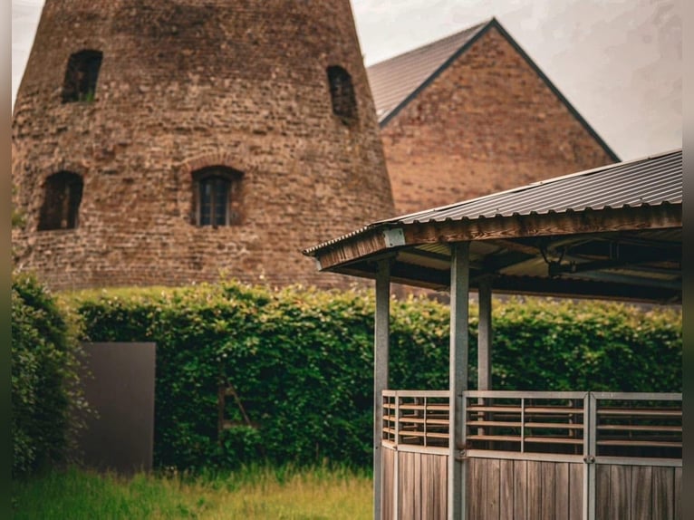 Teilzeit oder Vollzeitmitarbeiter (m/w/d) für unseren Dressurstall nach 50259 Pulheim Nähe Köln 