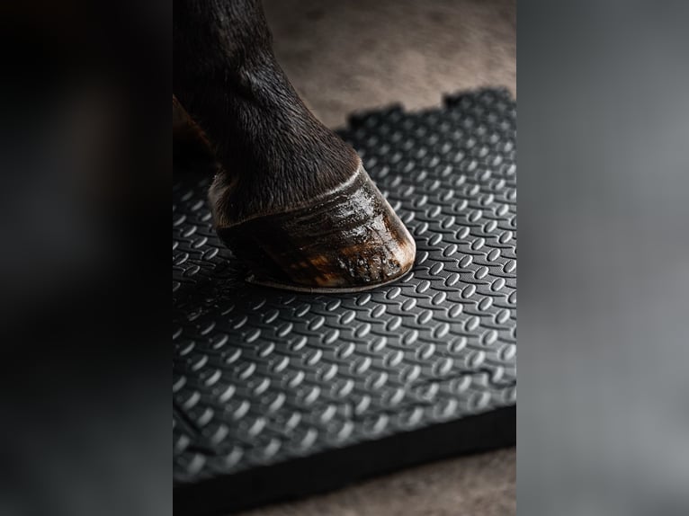 Selbstständige/r Vertriebspartner/in für Reitsportbrand - 100% remote - Home Office - Quereinsteiger