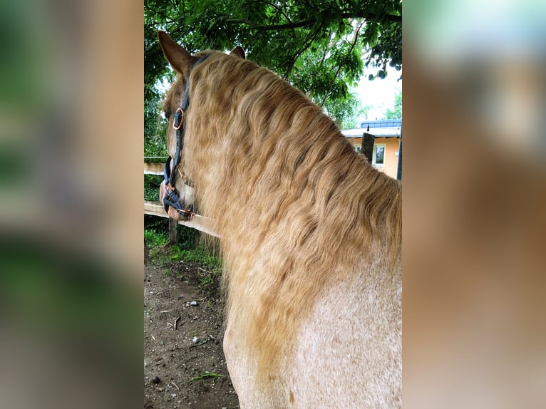 Vermittlung (auch online) von Pferden und Ponys