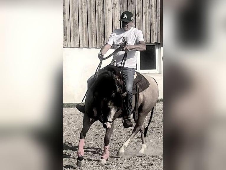 Western Training & Western Lessons