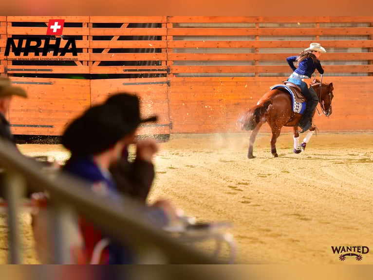 Westerntrainer Assistent - Reining 