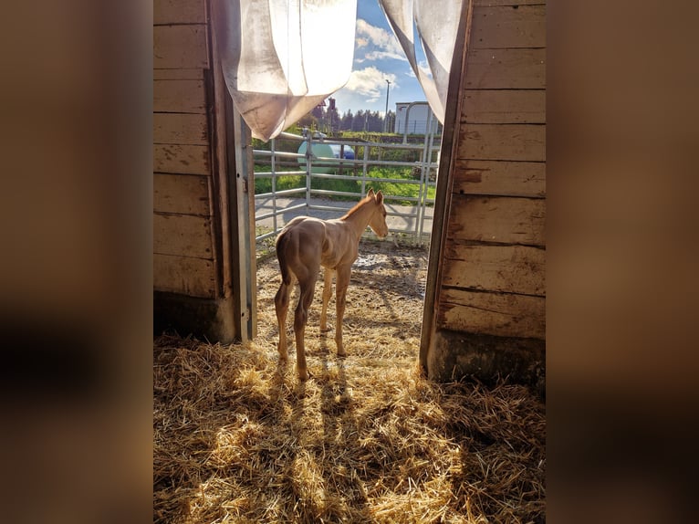 Westerntrainer Assistent - Reining 