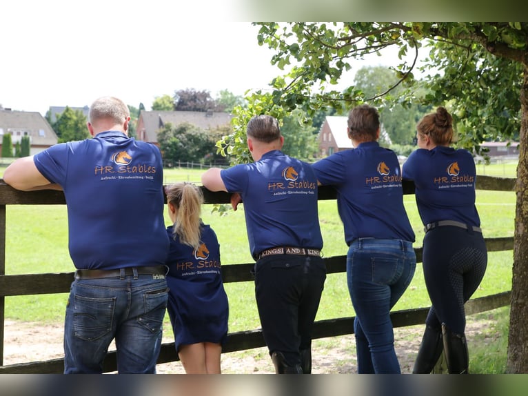 Wir suchen einen/eine Bereiter/in Schwerpunkt Dressur 