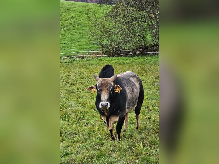 Bio Zebu Bulle Zwergzebu grau schwarz 05/2021