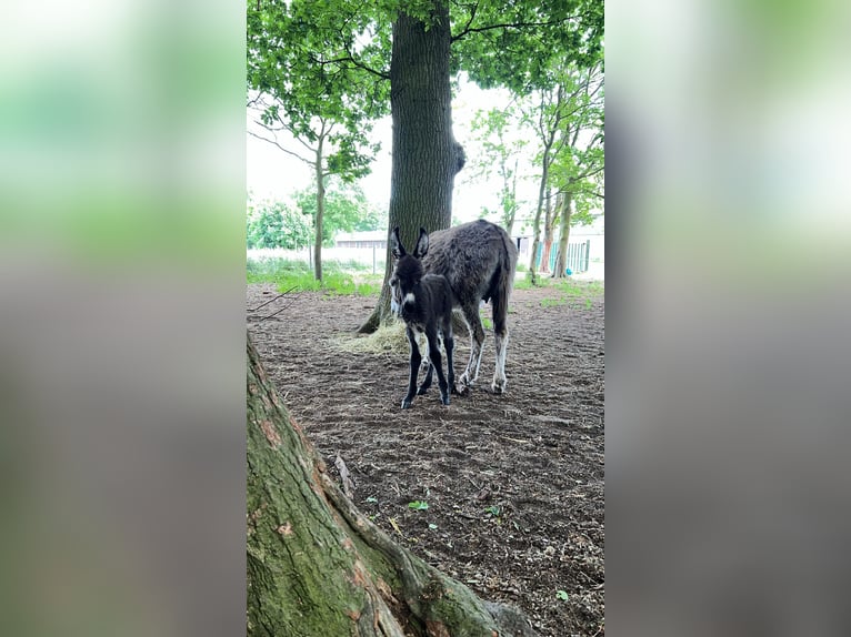 Eselhengst Merlin 2Jahre alt 