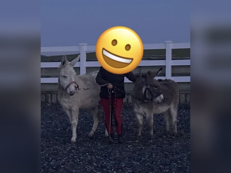 Zwei liebe Esel zu verkaufen – gesund, geimpft & entwurmt 🐴