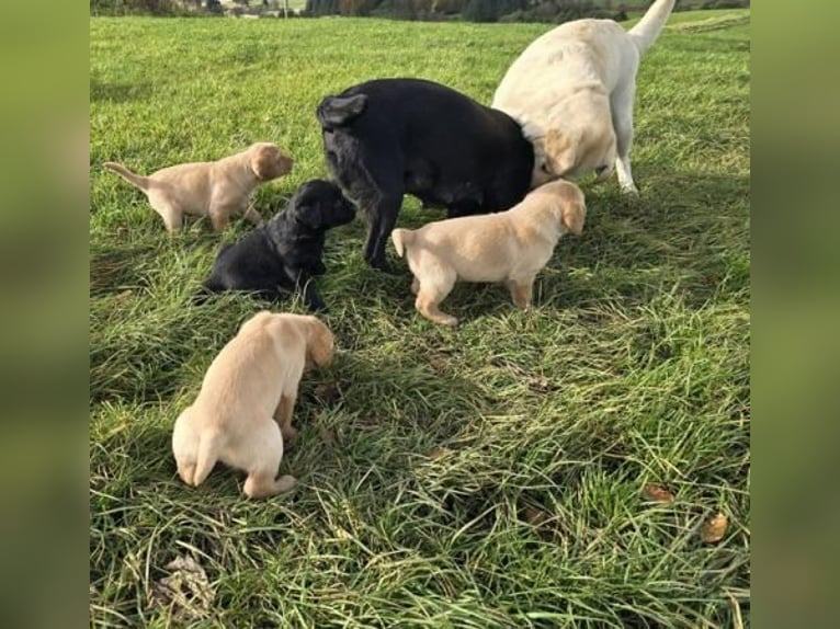 2 Labrador Retriever sofort verfügbar