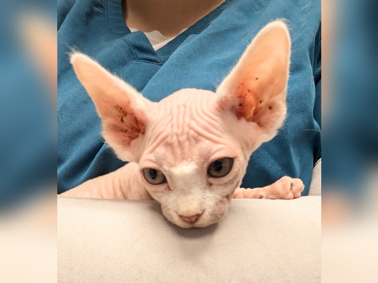 Die haarlose Schönheit Sphynx
