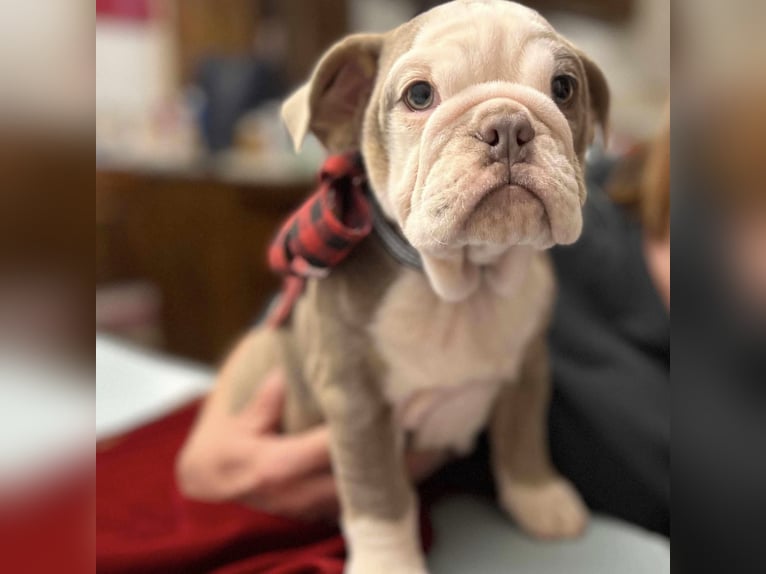 Englische Bulldoggen-Welpen