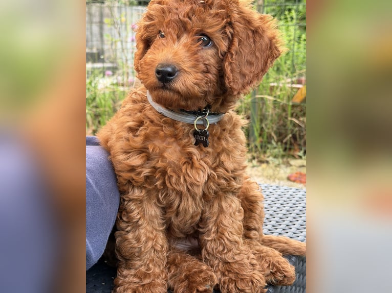 Ich verkaufe einen Toy-Bichon Frisé.