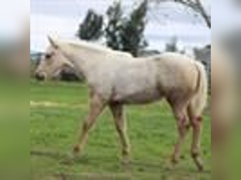Lazy K Ranch's 14th Annual Fall Color Production Sale