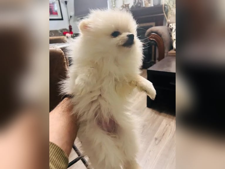 Pomeranian-Welpen