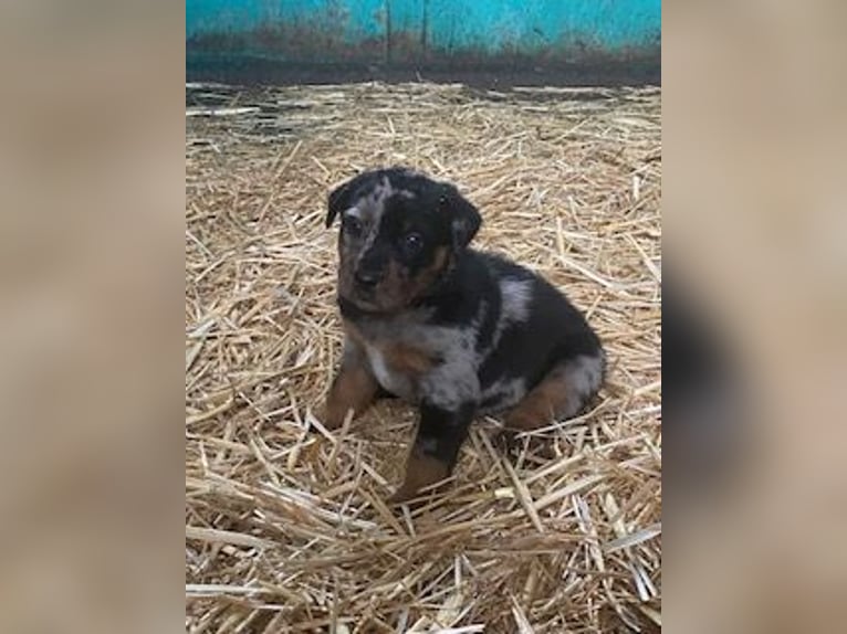 Schöne Beauceron-Welpen
