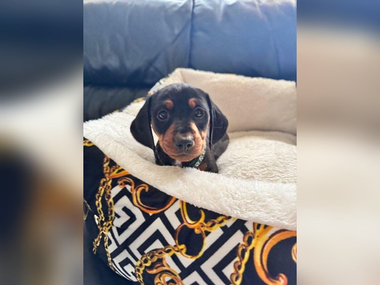Teckel: Kleiner Hund, große Persönlichkeit!