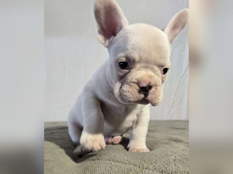 Weiße Französische Bulldoggen-Welpen