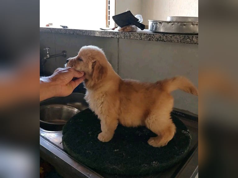 Welpe, Rüde und Hündin, Golden Retriever