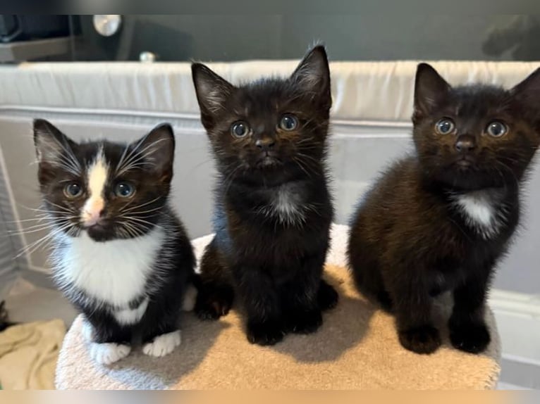 Zwei schattige Siamese-Kätzchen