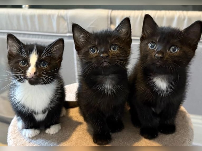Zwei schattige Siamese-Kätzchen