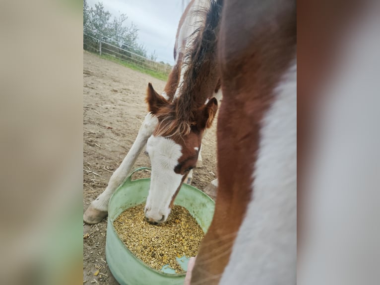 Kleines Deutsches Reitpferd Mix Hengst 1 Jahr 130 cm Schecke in Rümpel