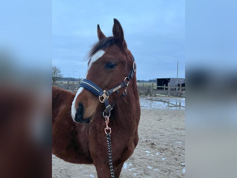 Kleines Deutsches Reitpferd Hengst 1 Jahr 134 cm Brauner in Rodewald