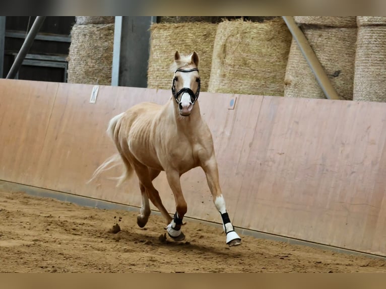 Kleines Deutsches Reitpferd Hengst 1 Jahr 134 cm Brauner in Rodewald